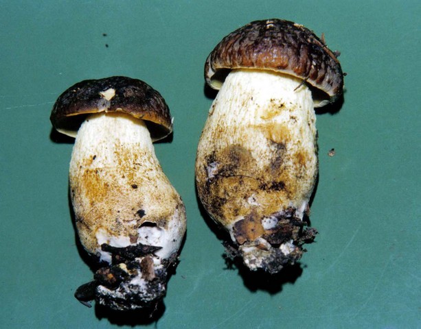 ancora Leccinum